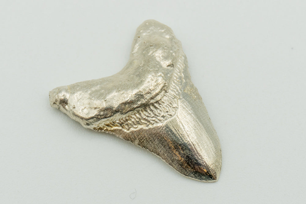 Sterling Silver Megalodon Shark Tooth Finding